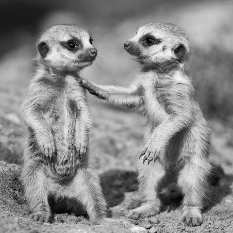 Service BORNIT®-Bitumen